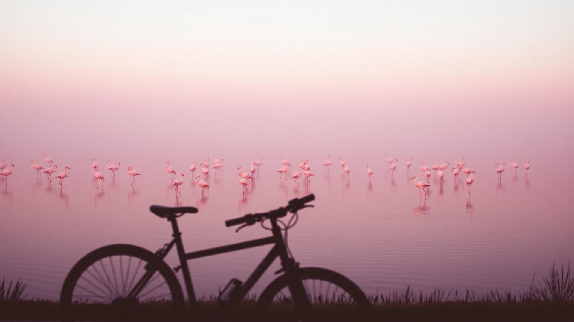 Fenicotteri rosa nello Stagno di Molentargius